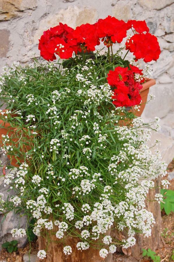 Casa Cadore Lozzo Cadore Εξωτερικό φωτογραφία